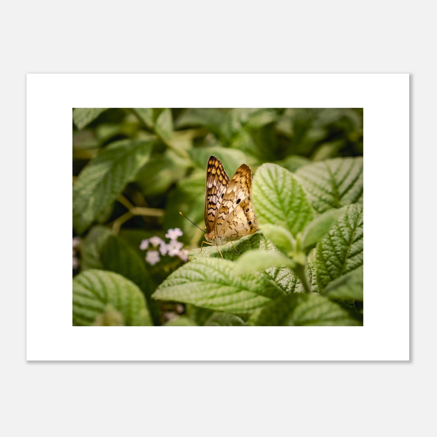 The White Peacock – Fine Art Print