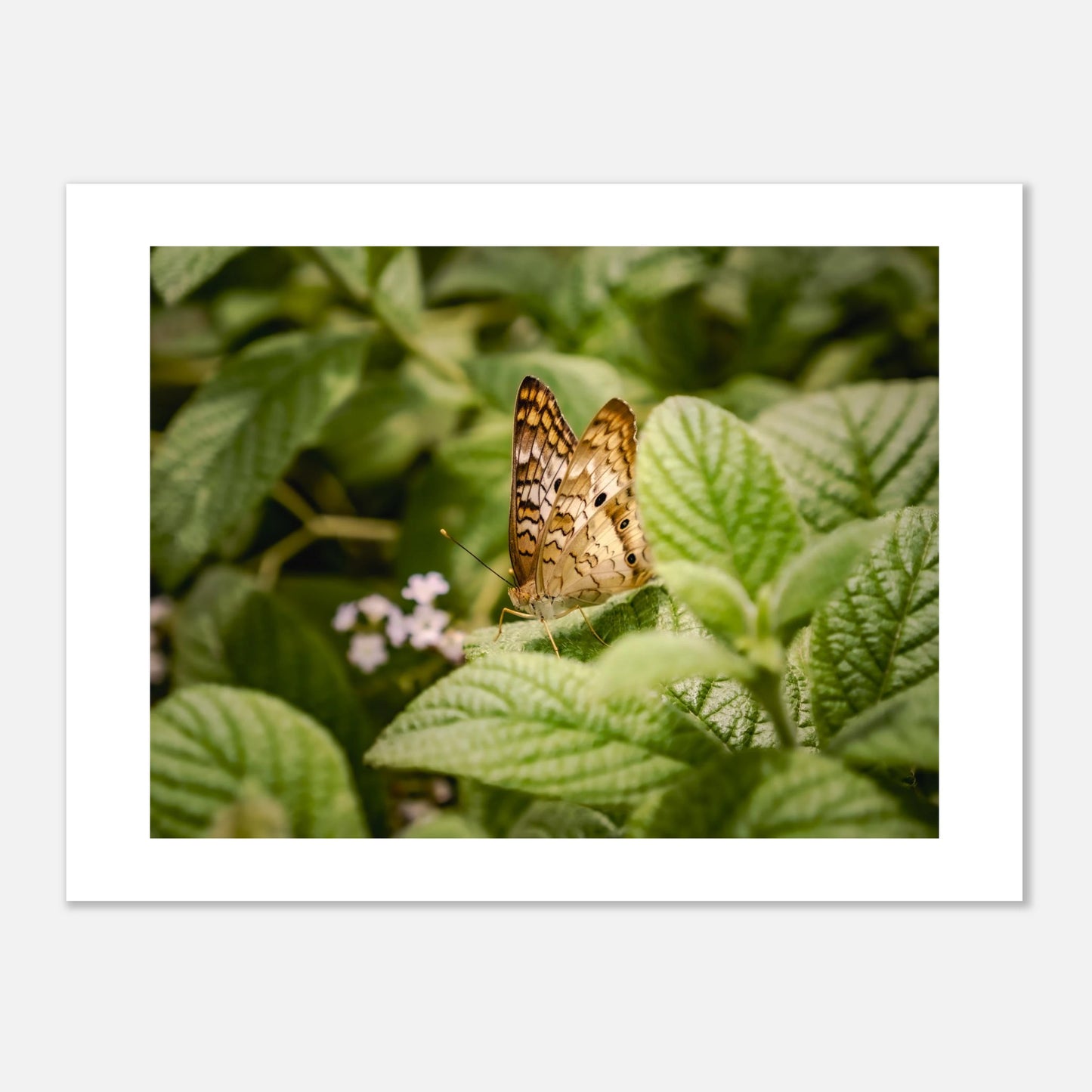 The White Peacock – Fine Art Print