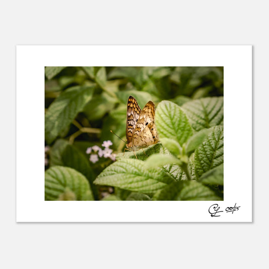 The White Peacock – Signed Fine Art Print