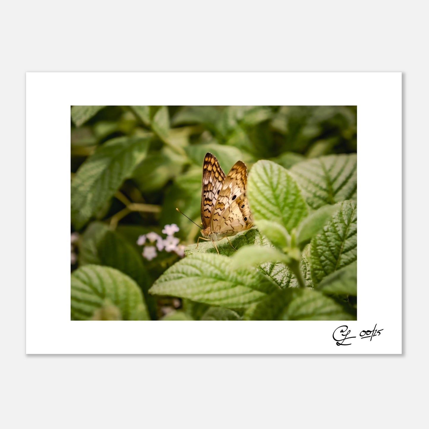The White Peacock – Signed Fine Art Print